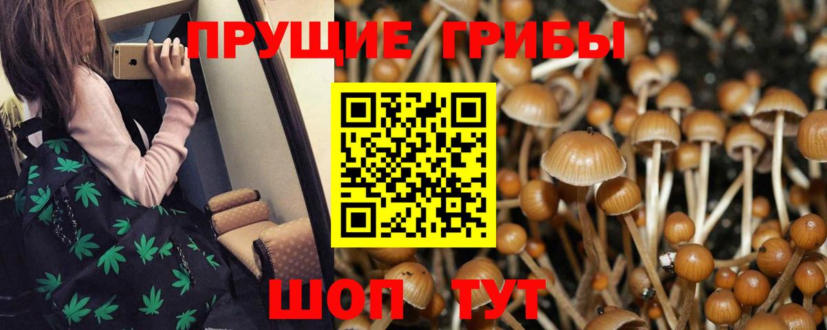 Галлюциногенные грибы Cubensis  продажа наркотиков  Улан-Удэ  Вход с VPN 
